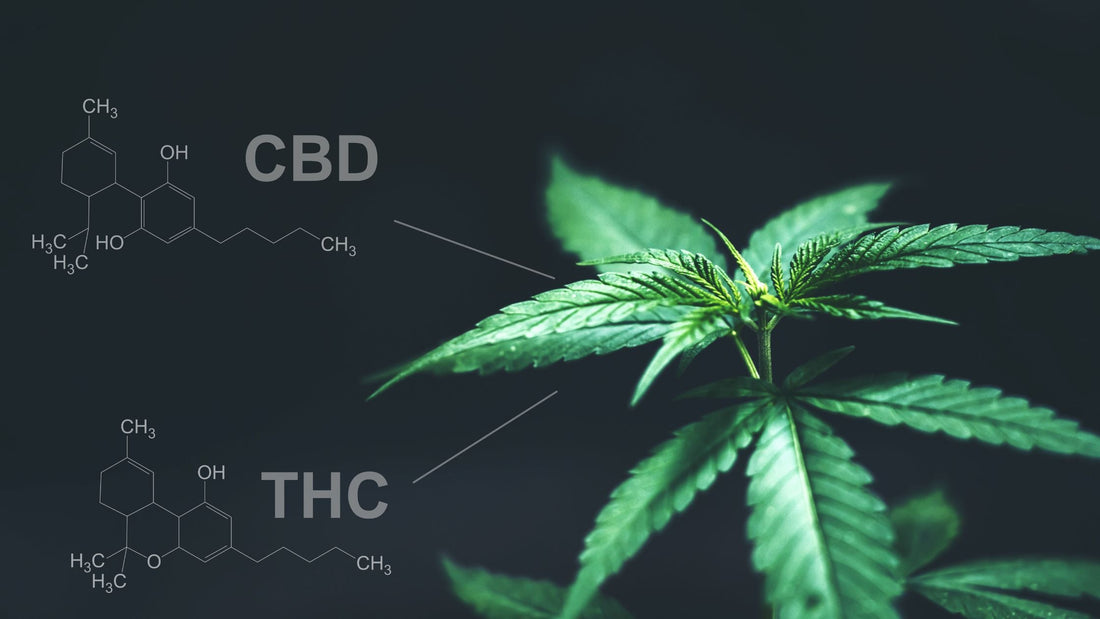 The Many Major Cannabinoids And Their Growing Popularity